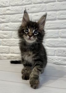 Хлопчик Мейн Кун Чорний мармур