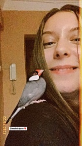 Дві ручні пташки шукають нову родину
