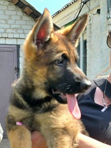 Цуценя німецької вівчарки робочого розведення