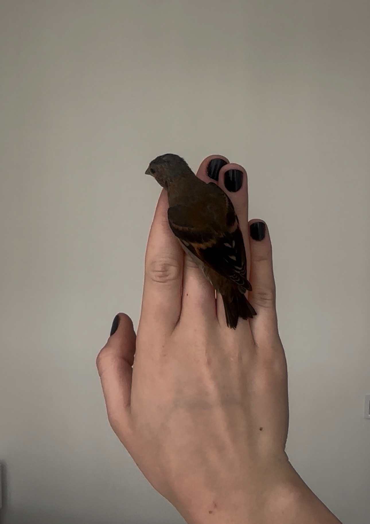 Венесуельський чиж ( Вогняний чиж / Spinus cucullatus)