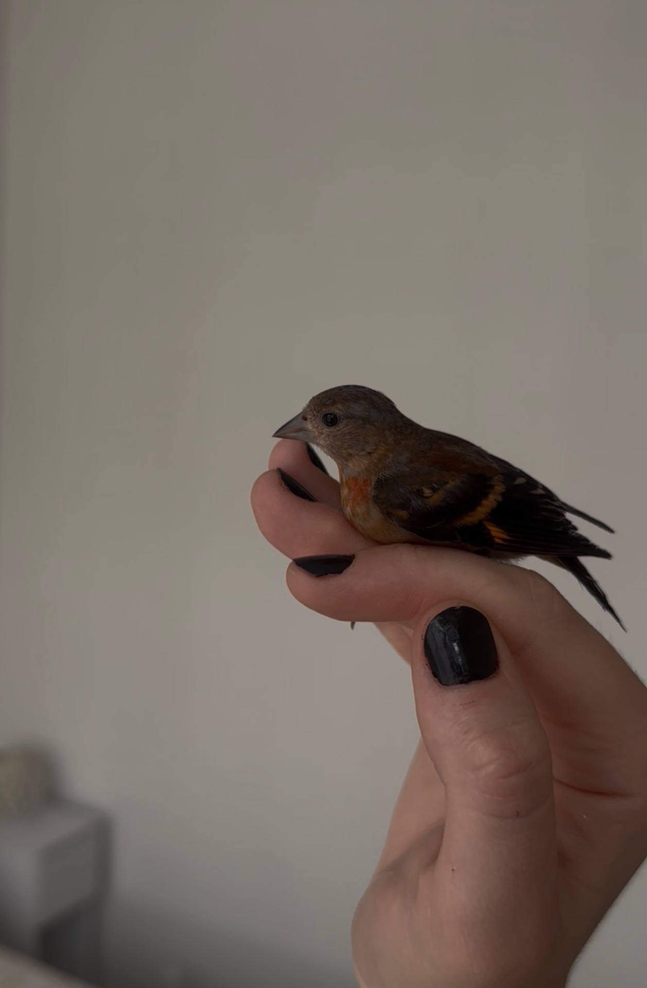 Венесуельський чиж ( Вогняний чиж / Spinus cucullatus)
