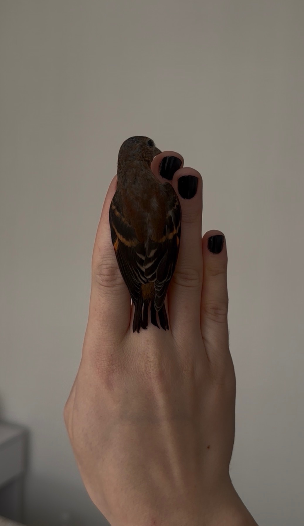 Венесуельський чиж ( Вогняний чиж / Spinus cucullatus)