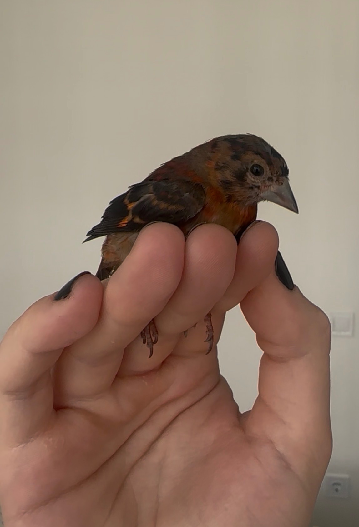 Венесуельський чиж ( Вогняний чиж / Spinus cucullatus)