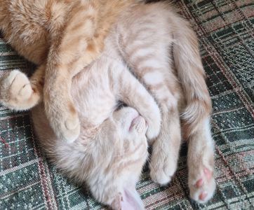 НіжноКремове СередньоПухнасте кошенятко хлопчик