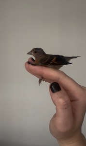 Венесуельський чиж ( Вогняний чиж / Spinus cucullatus)