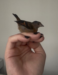 Венесуельський чиж ( Вогняний чиж / Spinus cucullatus)