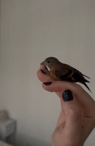 Венесуельський чиж ( Вогняний чиж / Spinus cucullatus)