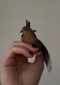 Венесуельський чиж ( Вогняний чиж / Spinus cucullatus)