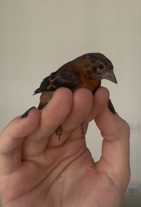 Венесуельський чиж ( Вогняний чиж / Spinus cucullatus)