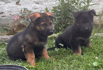 Цуценя німецької вівчарки робочого розведення