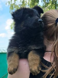 Цуценя німецької вівчарки робочого розведення