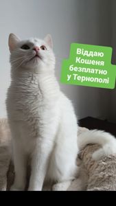 Вихована домашня кішка шукає постійний дім безплатно кошеня киця котик