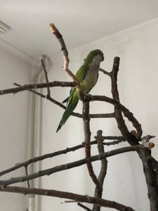 Попугай монах, калита, квакер