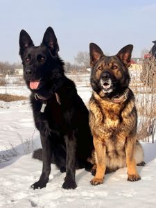 Цуценя німецької вівчарки робочого розведення