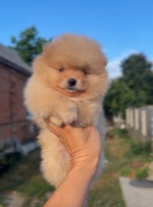 Щенки Померанского шпица мини