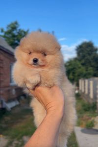 Щенки Померанского шпица мини