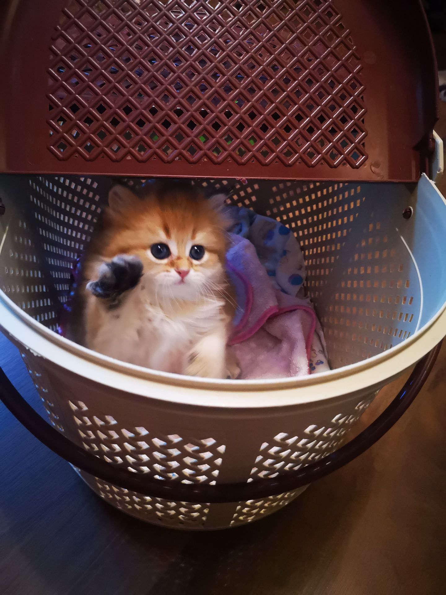 Котята британской золотой шиншиллы