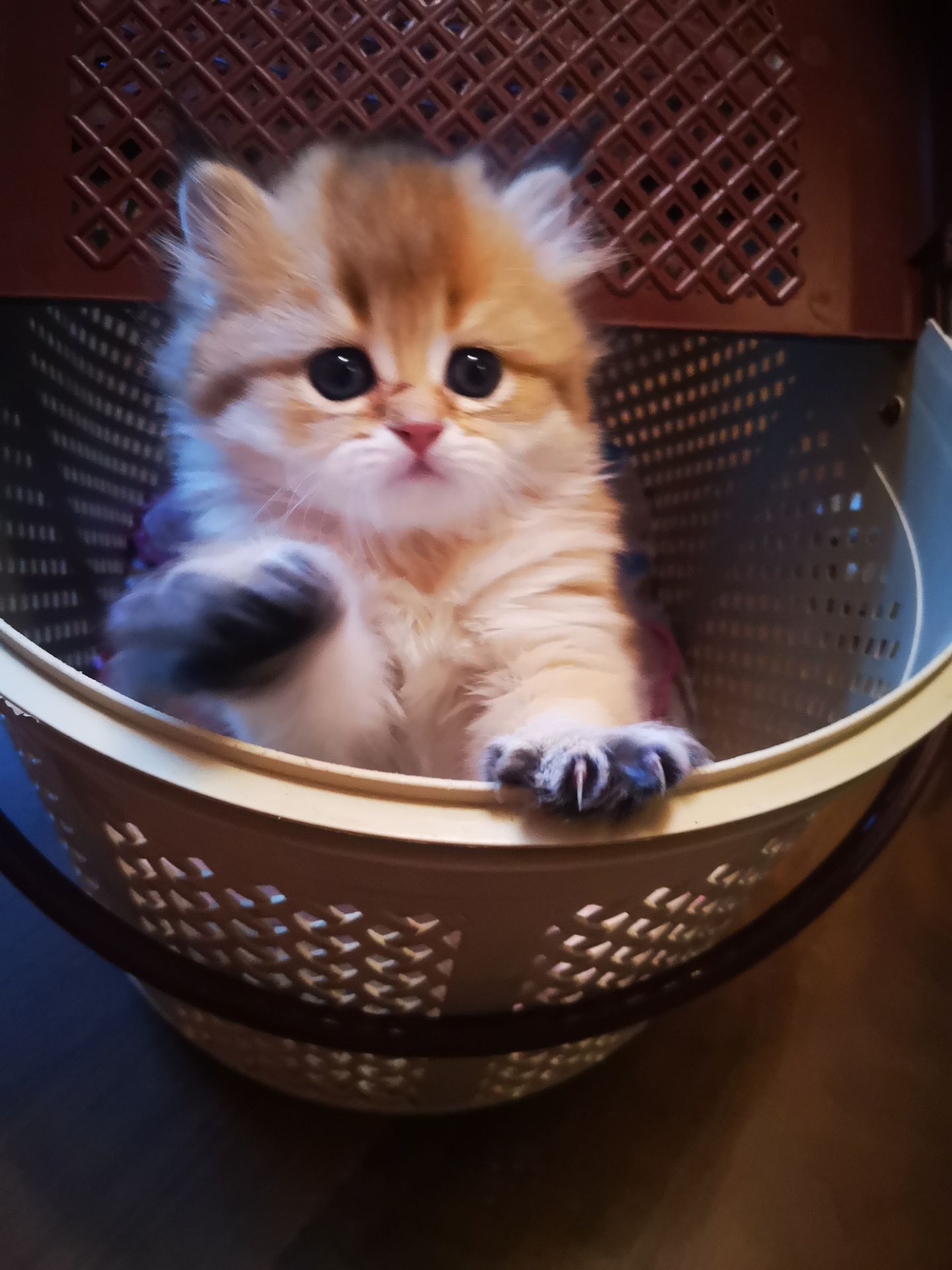 Котята британской золотой шиншиллы