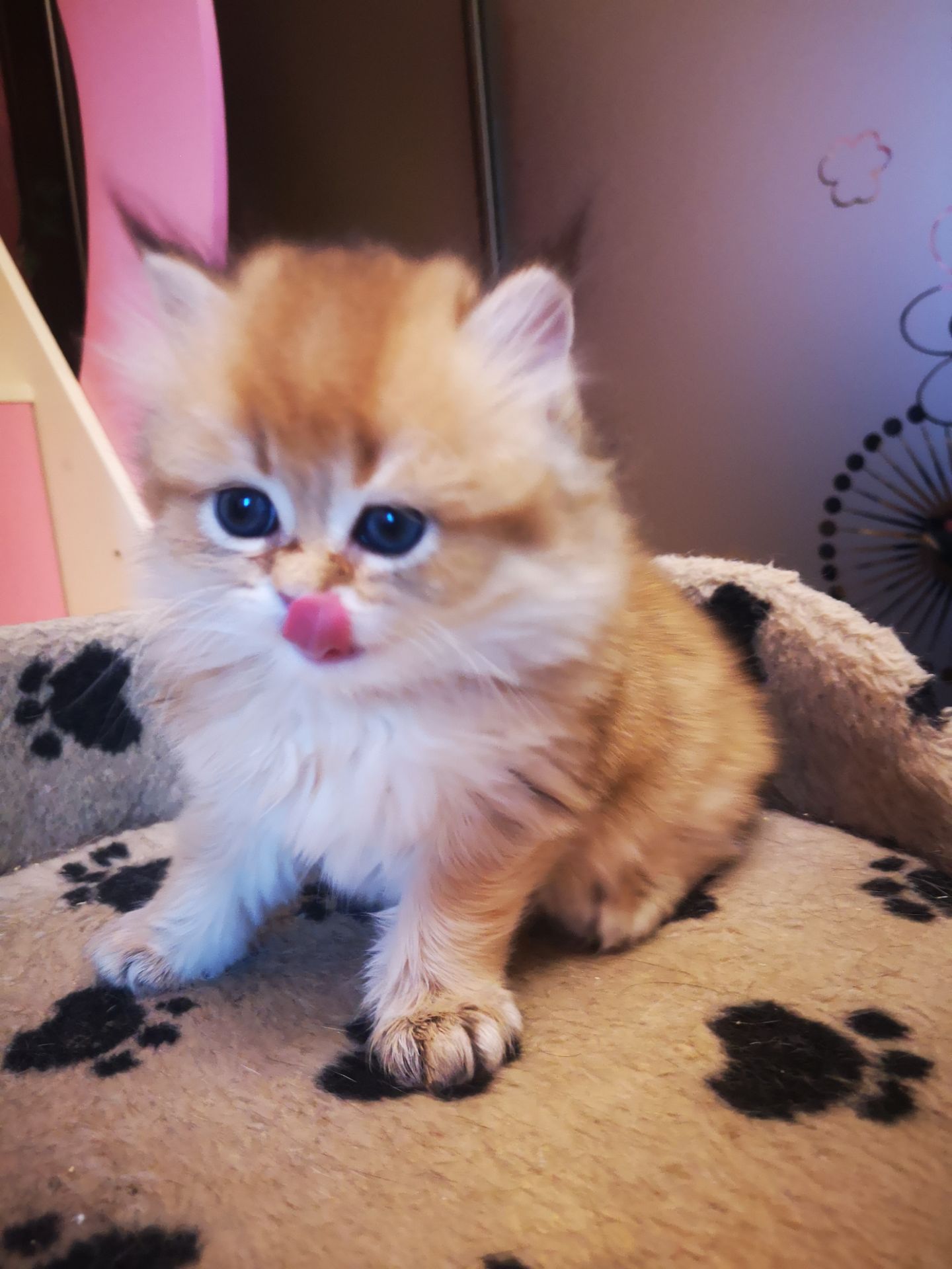 Котята британской золотой шиншиллы