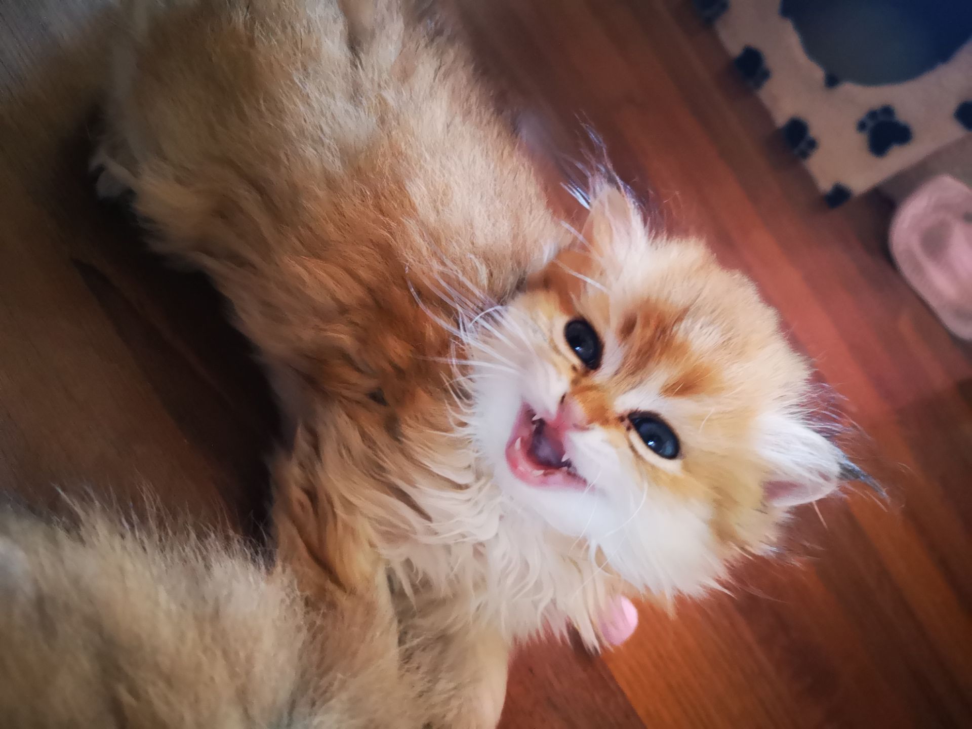 Котята британской золотой шиншиллы
