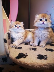 Котята британской золотой шиншиллы