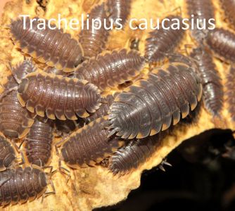 Біла тропічна мокриця, Мокриці, Porcellionides, Porcellio, Trachelipus, ізоподи різні види