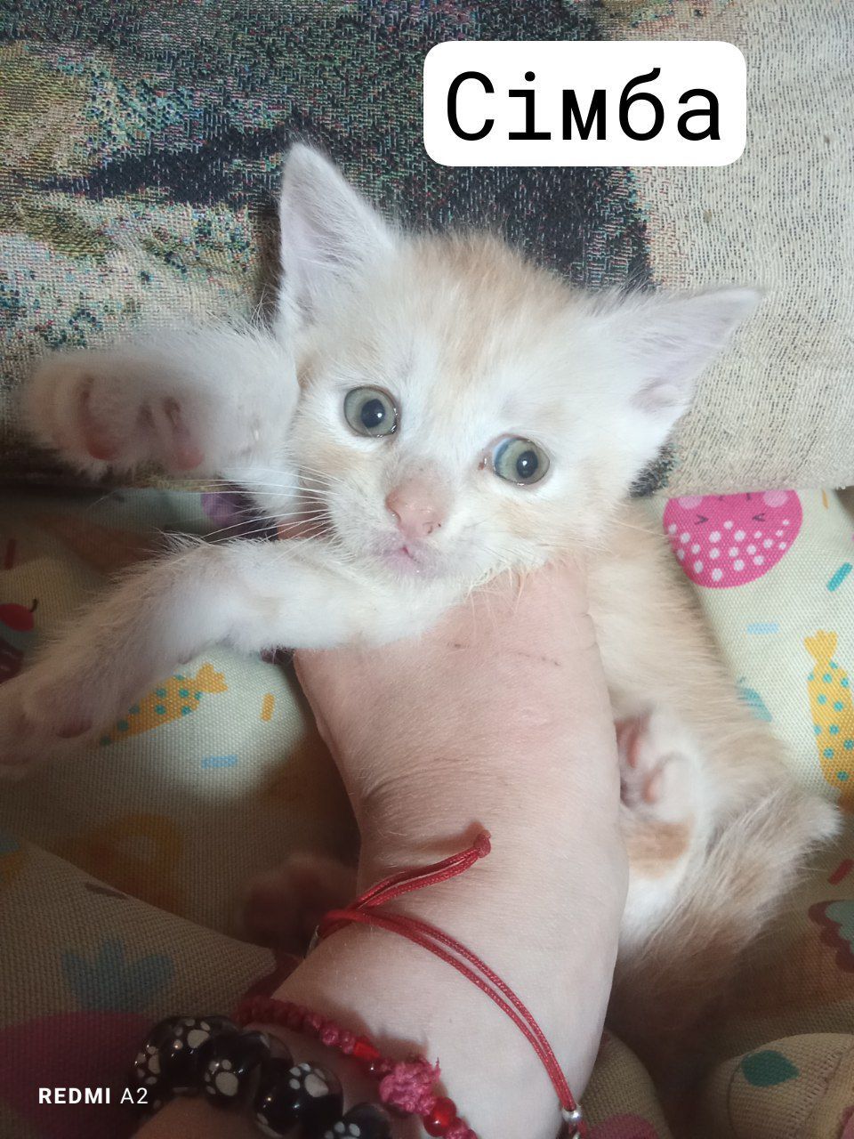 Кошенята шукають сім'ї