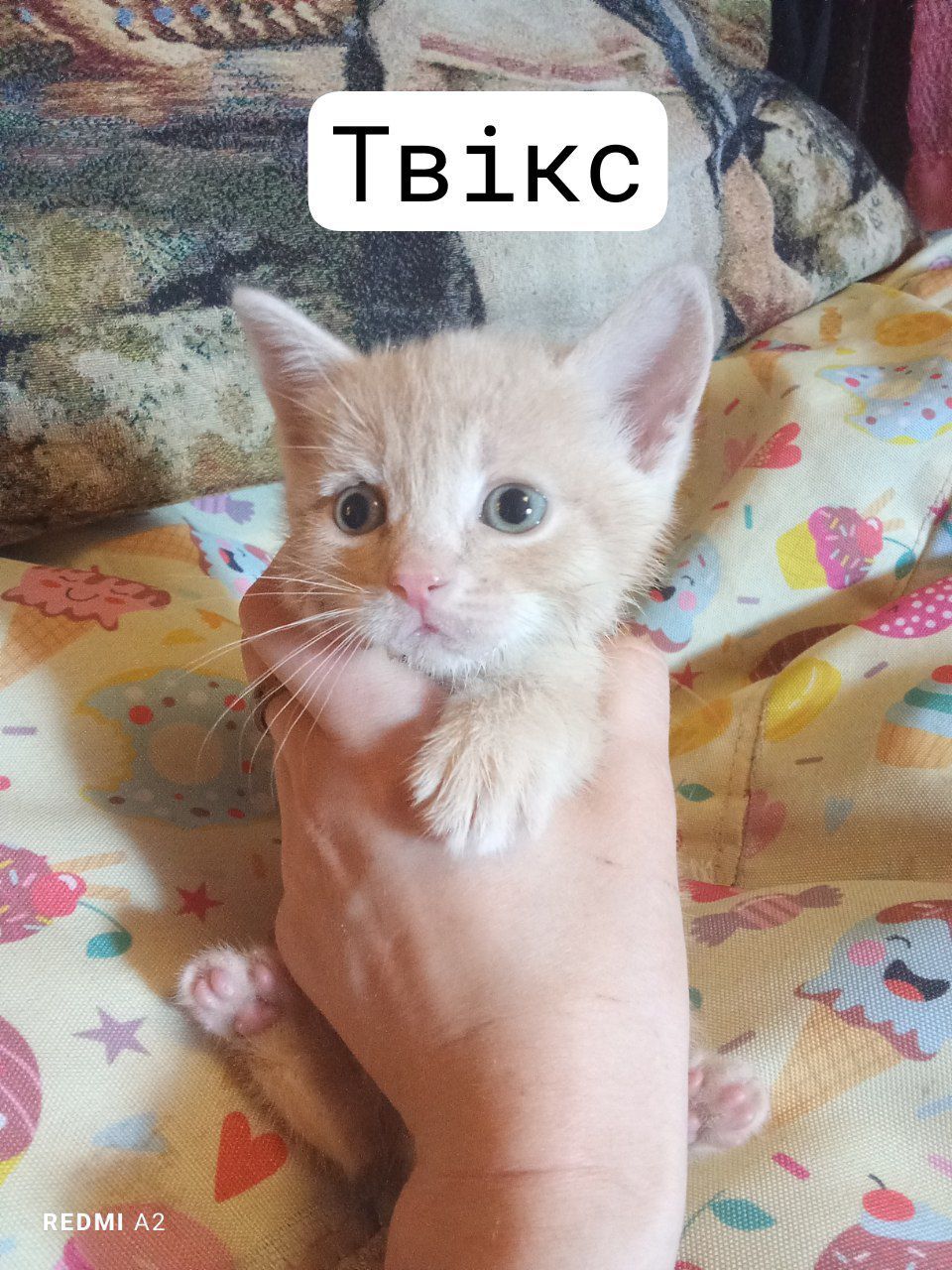 Кошенята шукають сім'ї