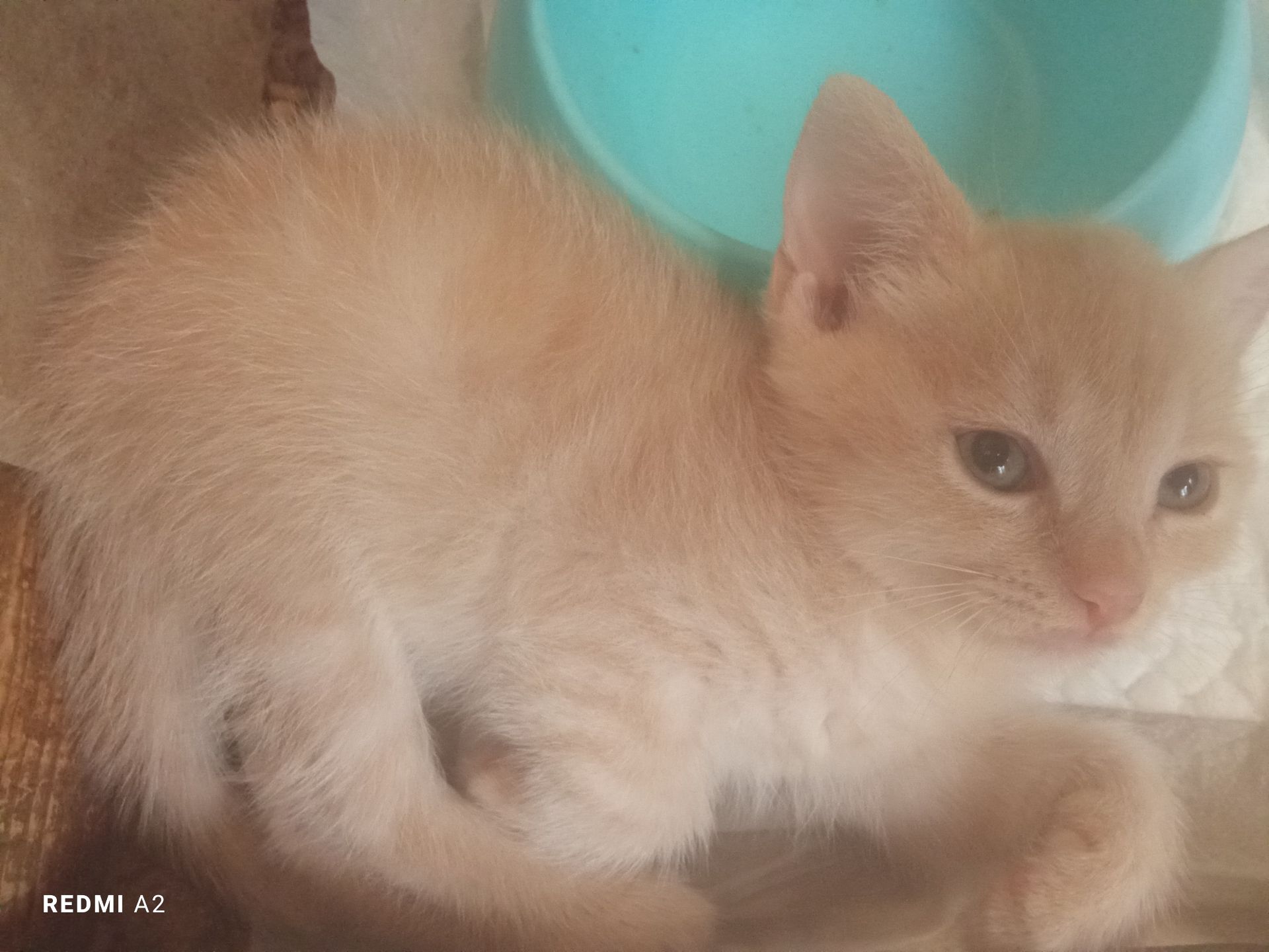 Кошенята шукають сім'ї