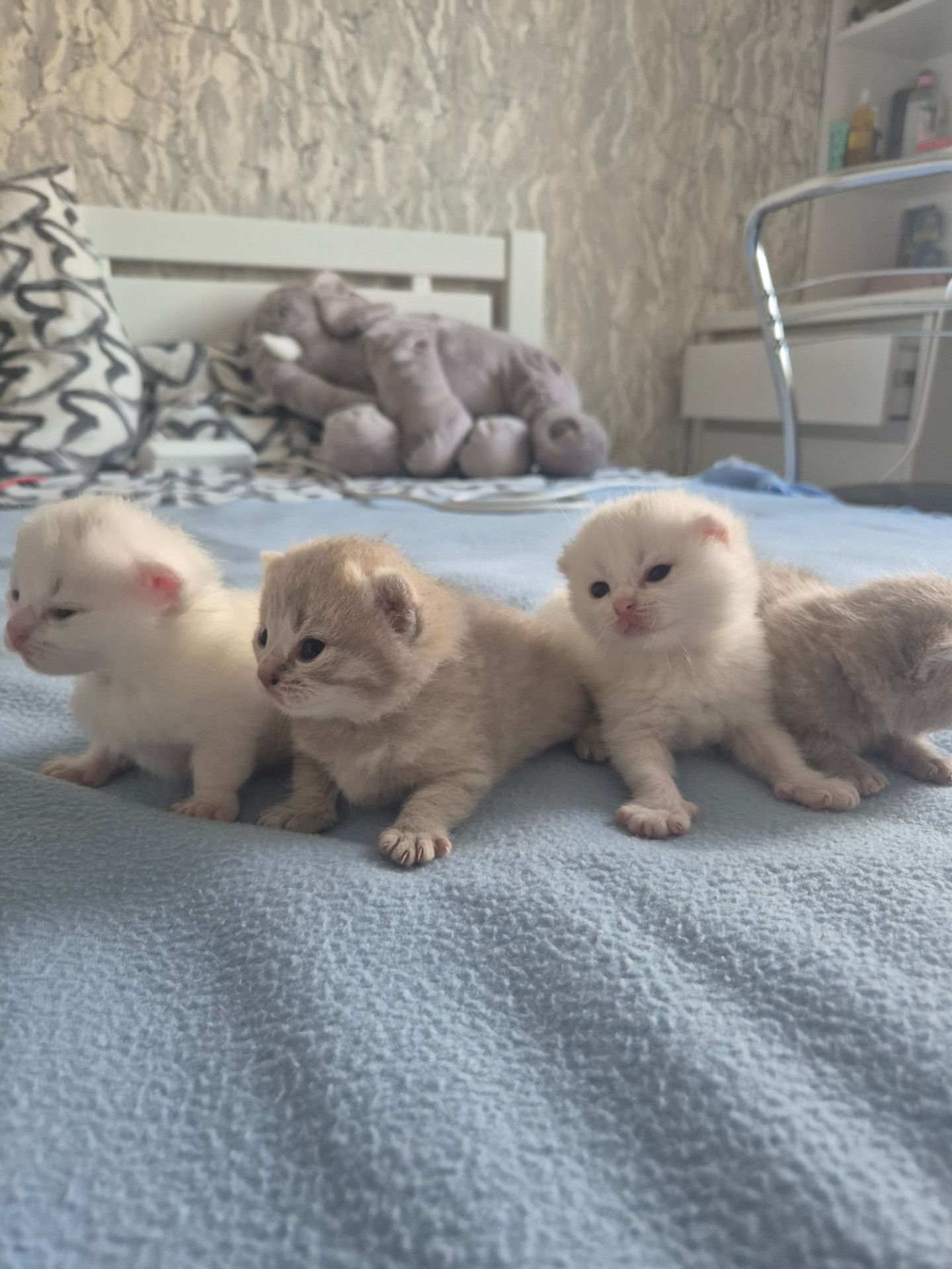 Кошенята шотландці Scottish Fold