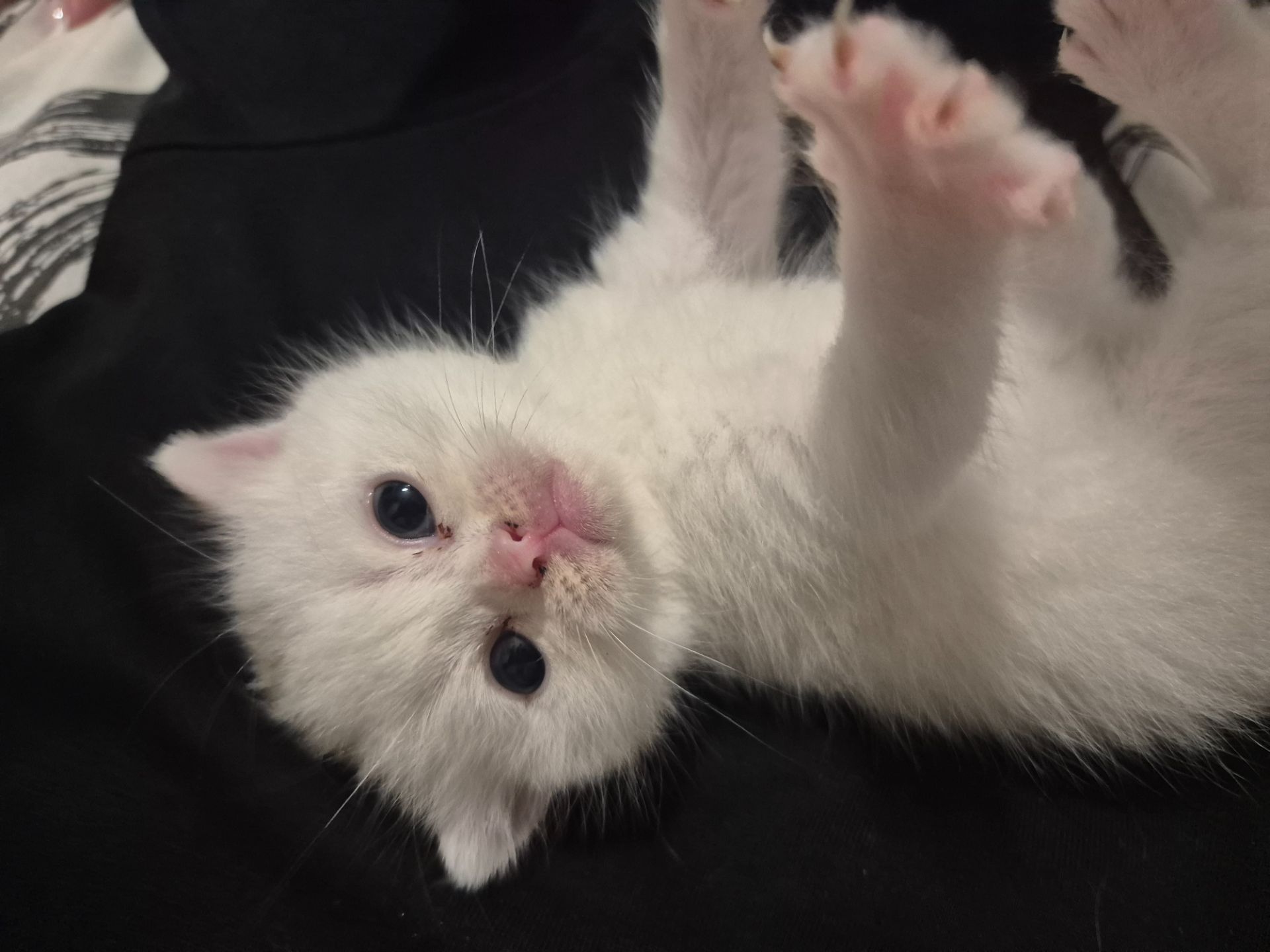 Кошенята Scottish Fold