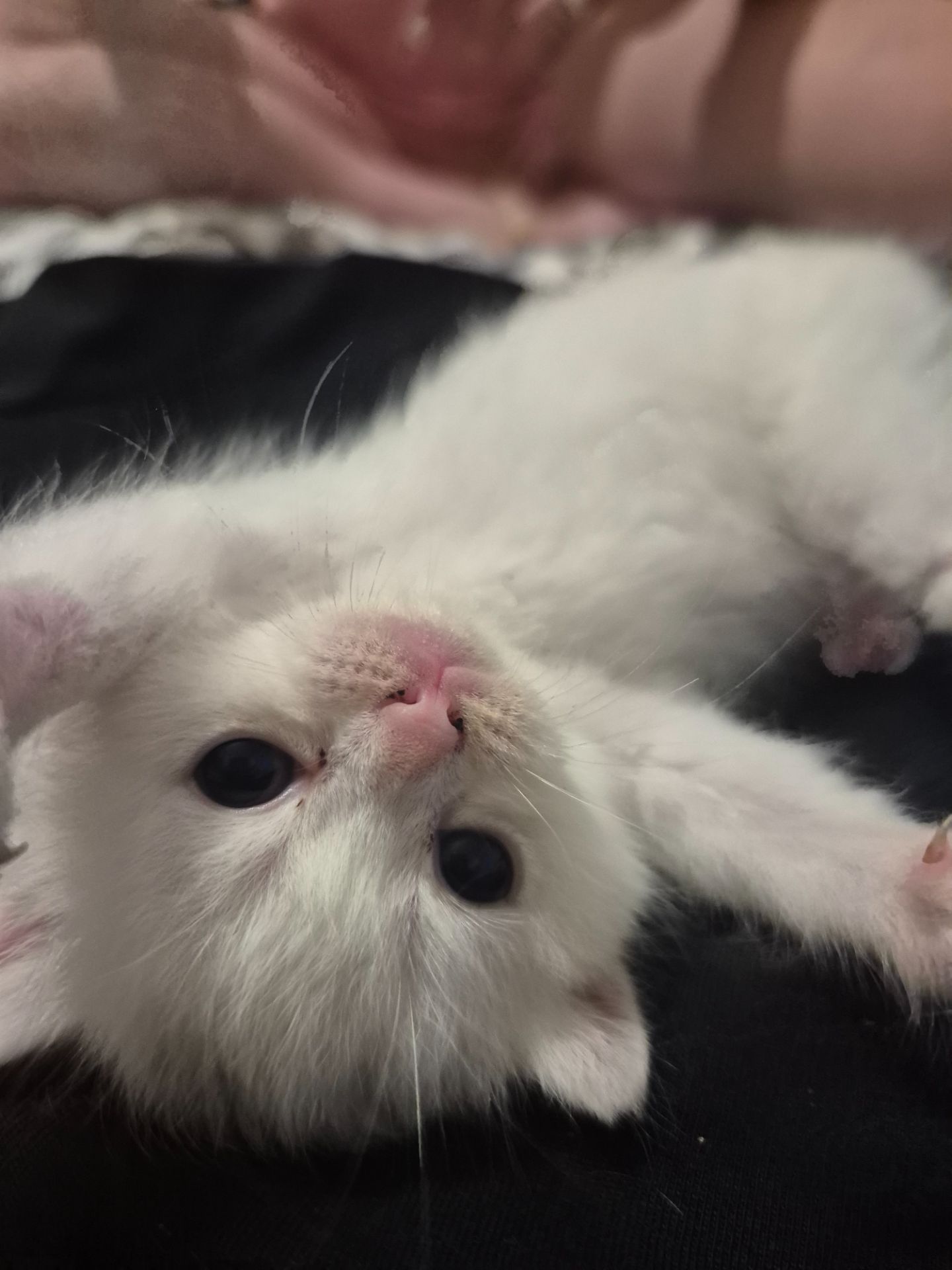 Кошенята шотландці Scottish Fold