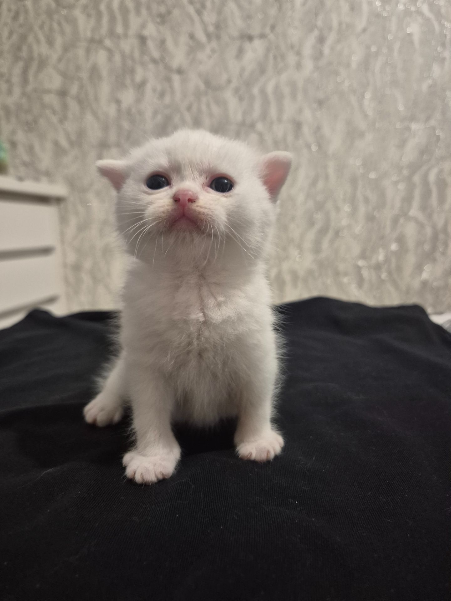 Кошенята Scottish Fold