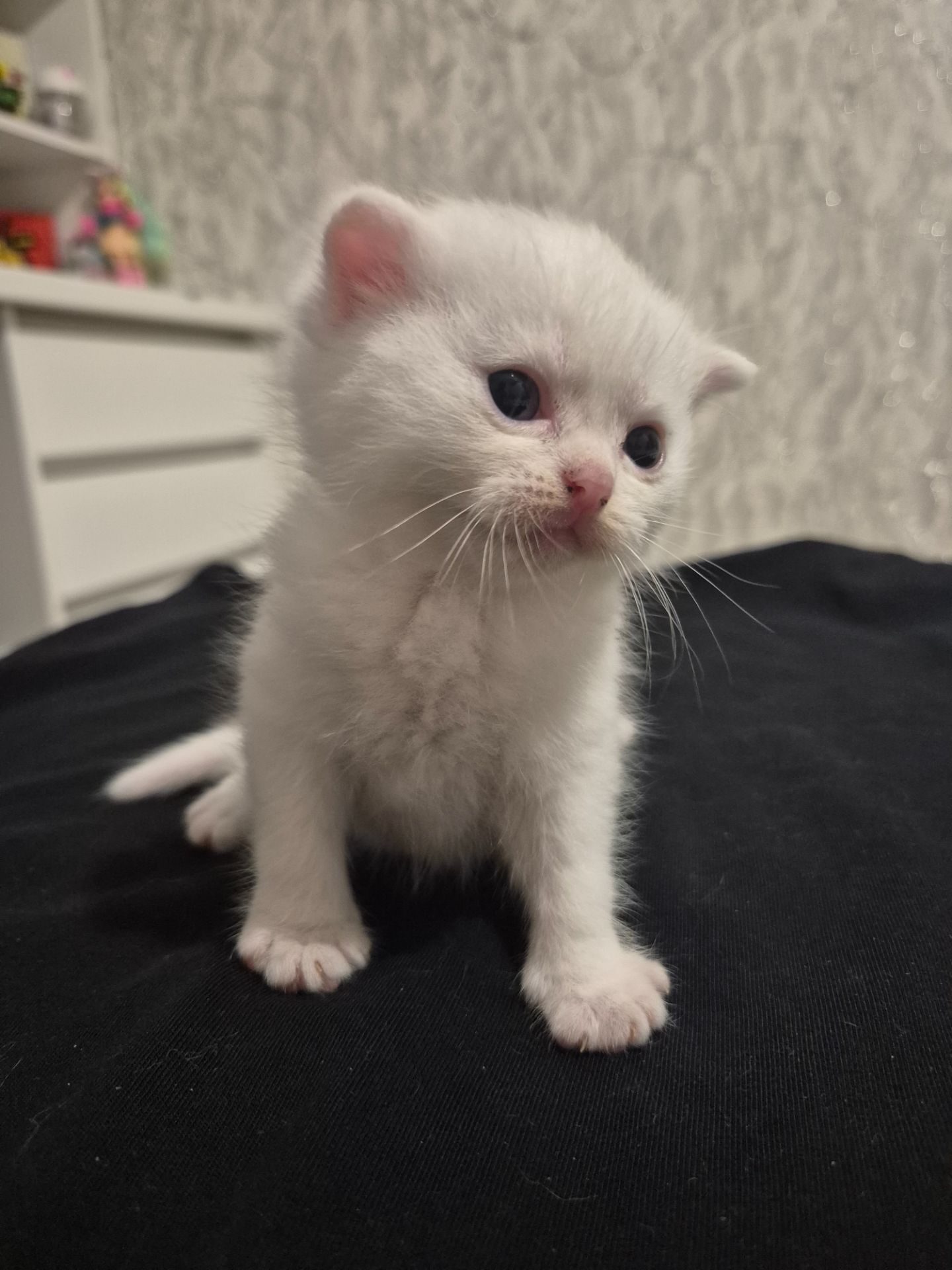 Кошенята шотландці Scottish Fold
