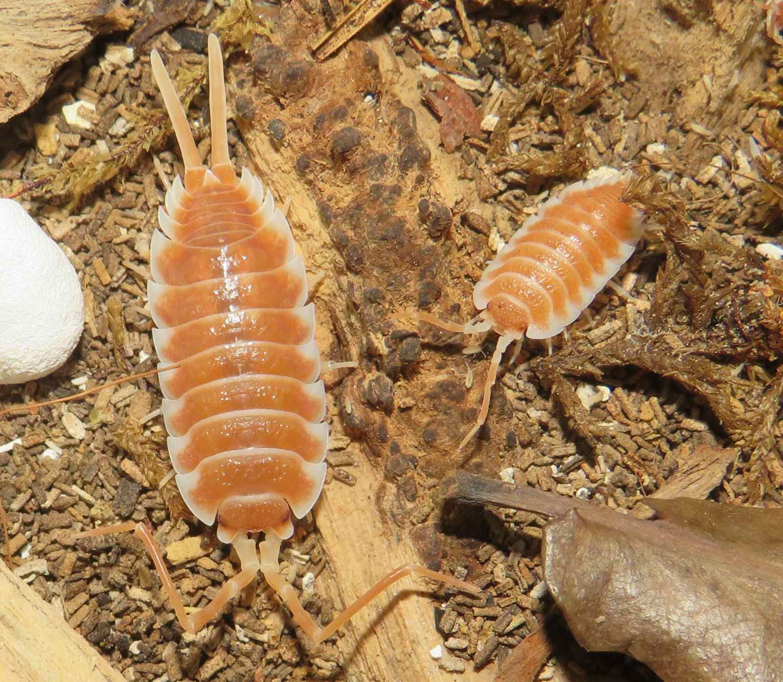 Мокриці Porcellio
