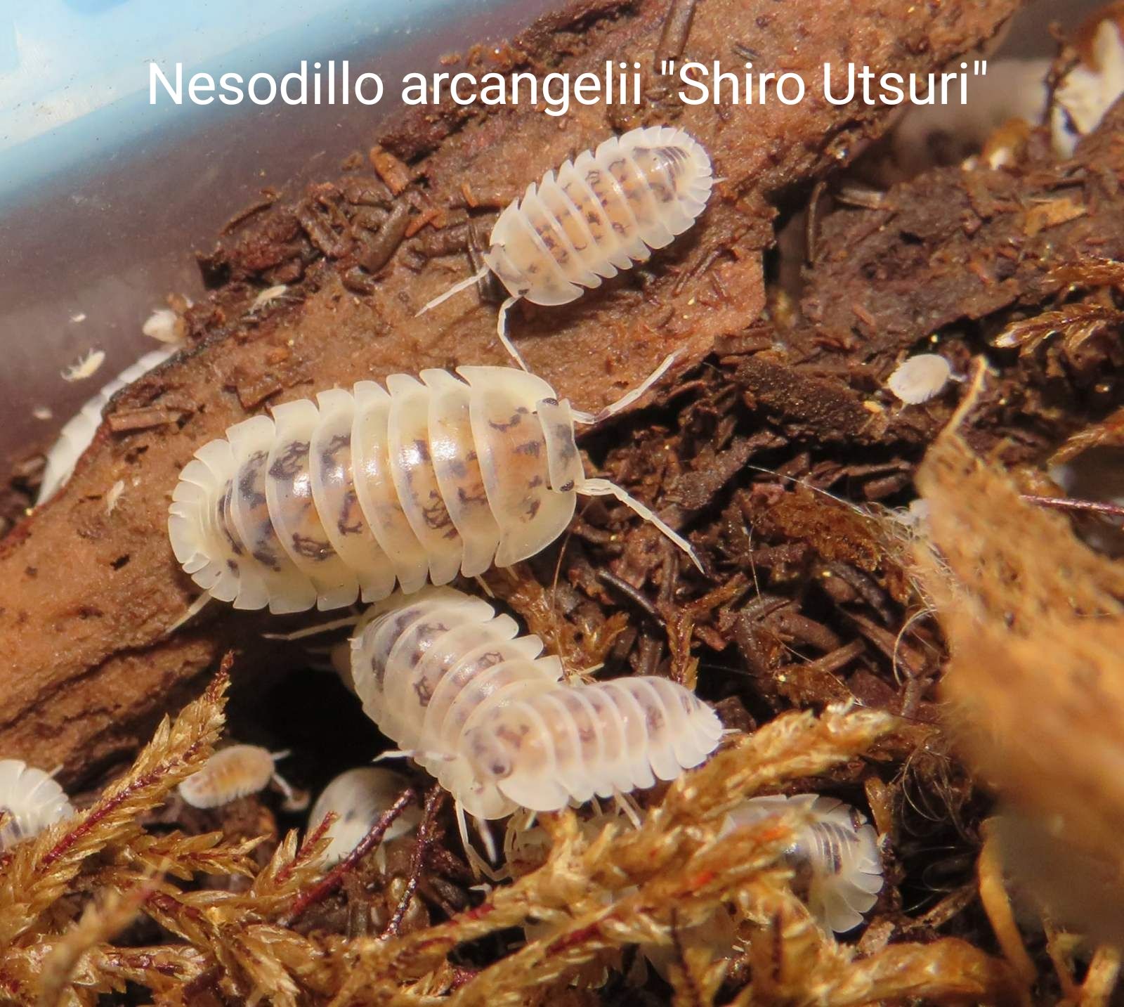 Мокриці Cubaris, Cristarmadillidium, Nesodillo, Troglodillo