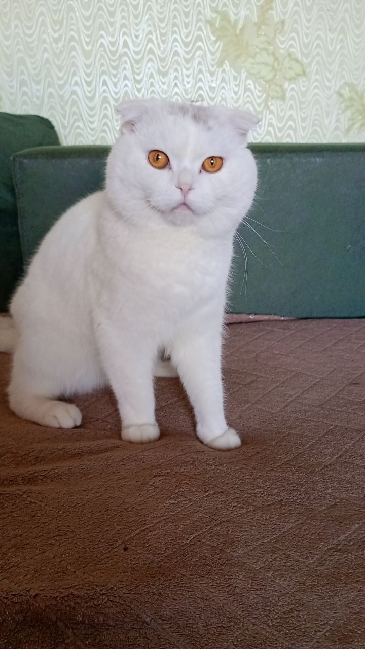 Кошенята шотландці Scottish Fold