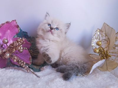 Клубна невська маскарадна дівчинка Estella