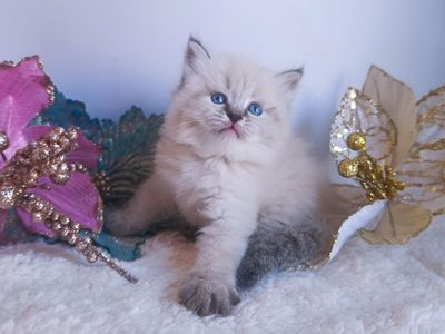 Клубна невська маскарадна дівчинка Estella