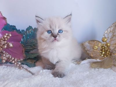 Клубна невська маскарадна дівчинка Estella