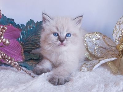 Клубна невська маскарадна дівчинка Estella