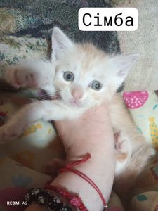 Кошенята шукають сім'ї