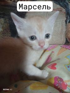 Кошенята шукають сім'ї