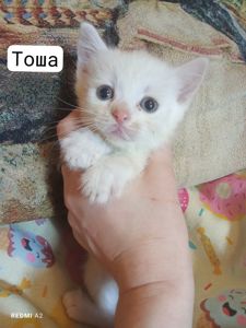 Кошенята шукають сім'ї