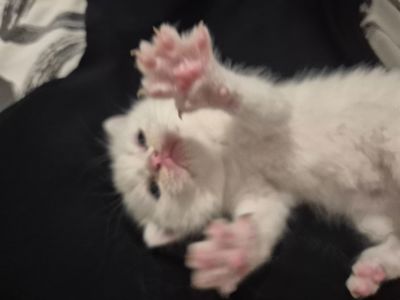Кошенята Scottish Fold