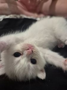 Кошенята шотландці Scottish Fold