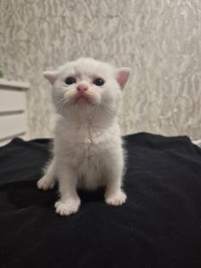 Кошенята Scottish Fold