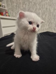 Кошенята шотландці Scottish Fold