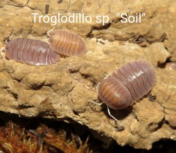 Мокриці Cubaris, Cristarmadillidium, Nesodillo, Troglodillo