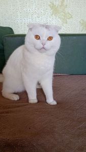 Кошенята шотландці Scottish Fold